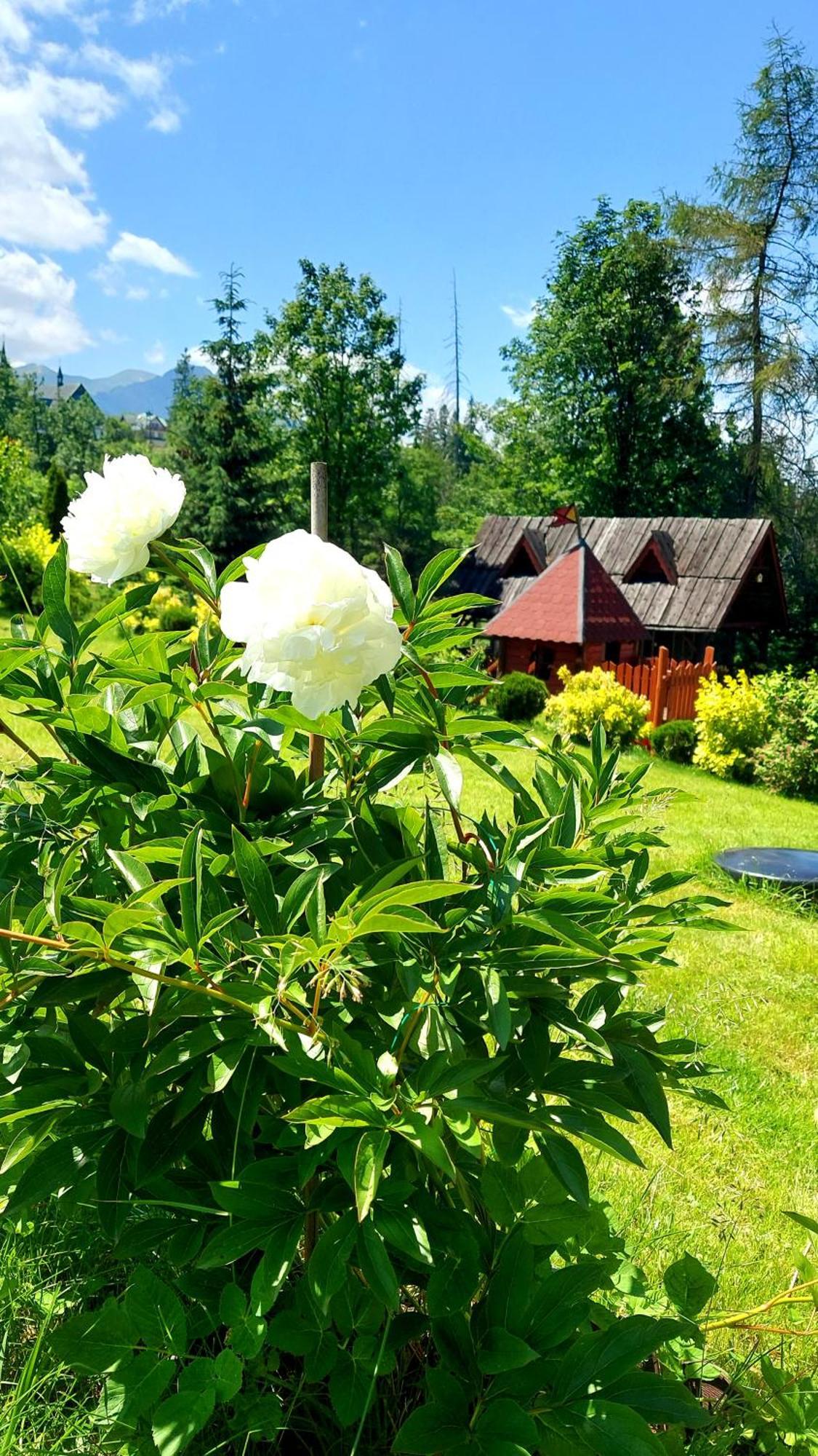 Pośrednia Zakopane